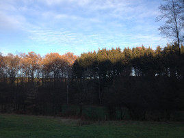 Laubwald und Nadelwald vor blauem Himmel