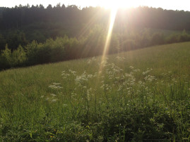 Wiese, Wald, Sonnenstrahlen